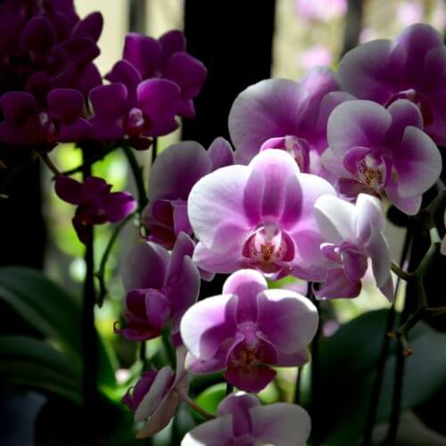 FIrst Floor Suite Pic 2